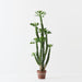 Artificial Euphorbia Cactus Plant 124cm Green Burgundy - FLORA DESIGNS