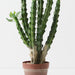 Artificial Euphorbia Cactus Plant 124cm Green Burgundy - FLORA DESIGNS