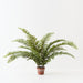 Artificial Sword Fern Plant 82cm Green - FLORA DESIGNS
