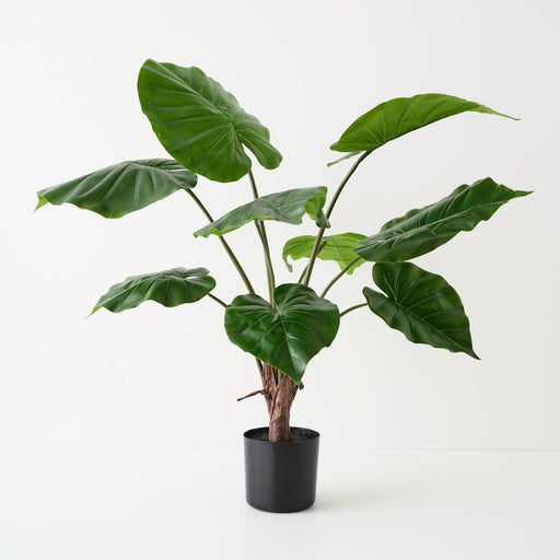Artificial Alocasia Plant 71cm Green - Pack of 2 - FLORA DESIGNS