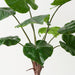 Artificial Alocasia Plant 71cm Green - Pack of 2 - FLORA DESIGNS