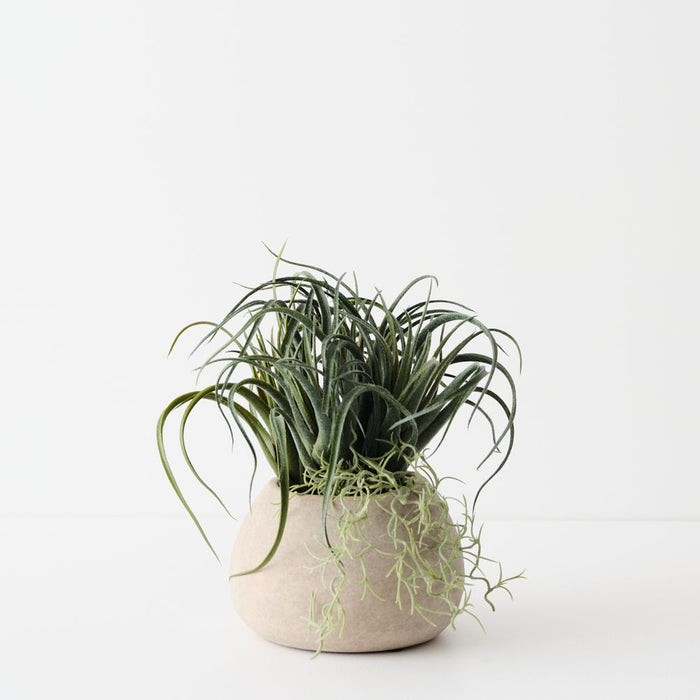 Artificial Tillandsia Plant 22cm Green - FLORA DESIGNS