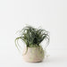 Artificial Tillandsia Plant 22cm Green - FLORA DESIGNS
