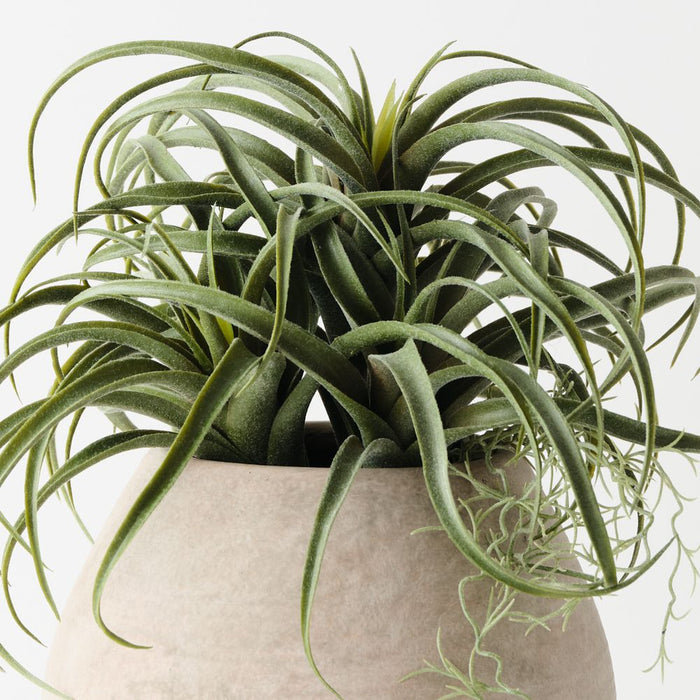 Artificial Tillandsia Plant 22cm Green - FLORA DESIGNS
