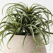 Artificial Tillandsia Plant 22cm Green - FLORA DESIGNS
