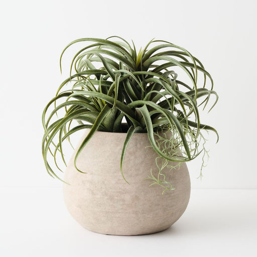 Artificial Tillandsia Plant 33cm Green - FLORA DESIGNS
