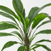 Artificial Birds Nest Fern Plant 122cm Green - Pack of 2 - FLORA DESIGNS