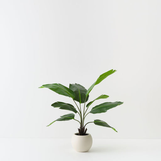 Artificial Bird of Paradise Plant 122cm Green - FLORA DESIGNS