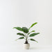 Artificial Bird of Paradise Plant 122cm Green - FLORA DESIGNS