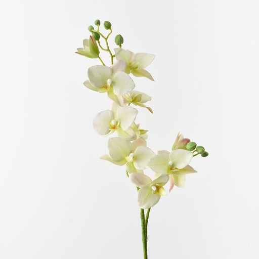 Artificial Phalaenopsis Orchid 84cm Light Green - Pack of 12 - FLORA DESIGNS