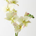 Artificial Phalaenopsis Orchid 84cm Light Green - Pack of 12 - FLORA DESIGNS
