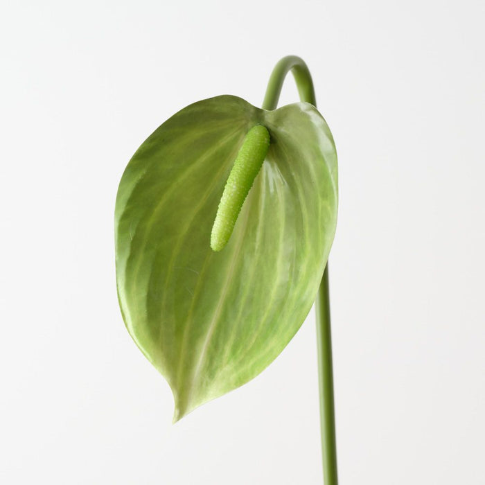 Artificial Anthurium 80cm Green - Pack of 12 - FLORA DESIGNS