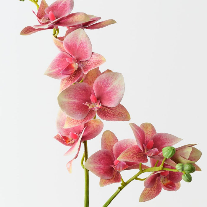 Artificial Phalaenopsis Orchid 84cm Mauve - FLORA DESIGNS
