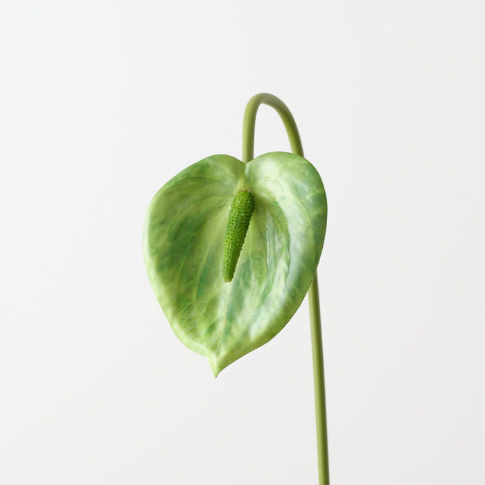 Artificial Anthurium 53cm Green - Pack of 12 - FLORA DESIGNS