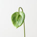 Artificial Anthurium 53cm Green - Pack of 12 - FLORA DESIGNS