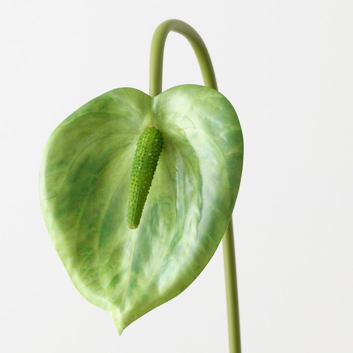 Artificial Anthurium 53cm Green - Pack of 12 - FLORA DESIGNS