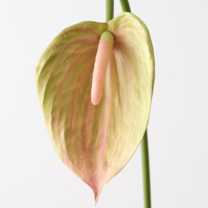 Artificial Anthurium 80cm Green Mauve - Pack of 12 - FLORA DESIGNS