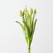 Artificial Tulip Bundle 41cm Cream Green - Pack of 6 - FLORA DESIGNS