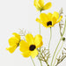 Artificial Cosmos Spray 68cm Yellow - Pack of 12 - FLORA DESIGNS