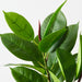 Artificial Rubber Leaf Spray 81cm Green - Pack of 12 - FLORA DESIGNS