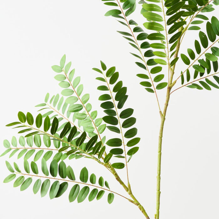 Artificial Cassia Leaf Spray 140cm Green - Pack of 6 - FLORA DESIGNS