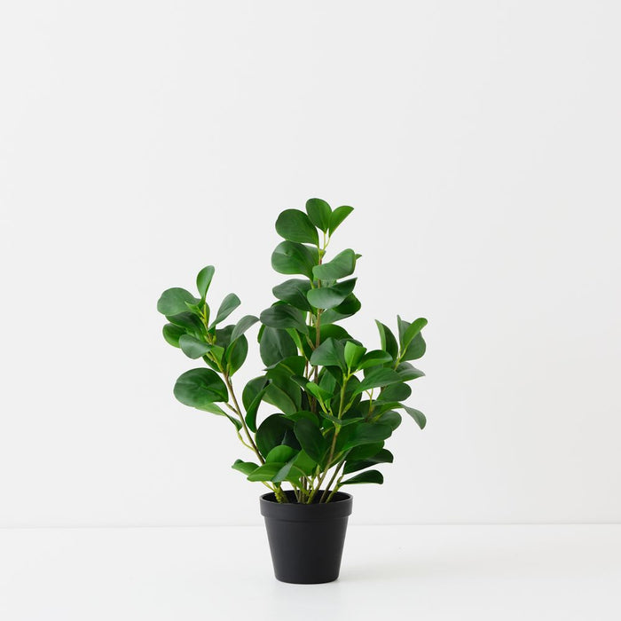 Artificial Peperomia Plant 42cm Green - FLORA DESIGNS