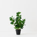 Artificial Peperomia Plant 42cm Green - FLORA DESIGNS