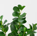 Artificial Peperomia Plant 42cm Green - FLORA DESIGNS