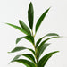 Artificial Lily Leaf Spray 83cm Green - Pack of 12 - FLORA DESIGNS