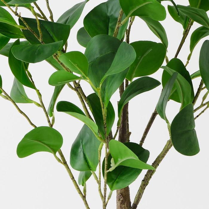 Artificial Peperomia Tree 80cm Green - FLORA DESIGNS