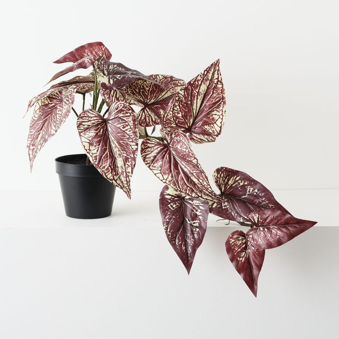 Artificial Caladium Plant 40cm Burgundy - Pack of 2 - FLORA DESIGNS