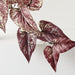 Artificial Caladium Plant 40cm Burgundy - Pack of 2 - FLORA DESIGNS
