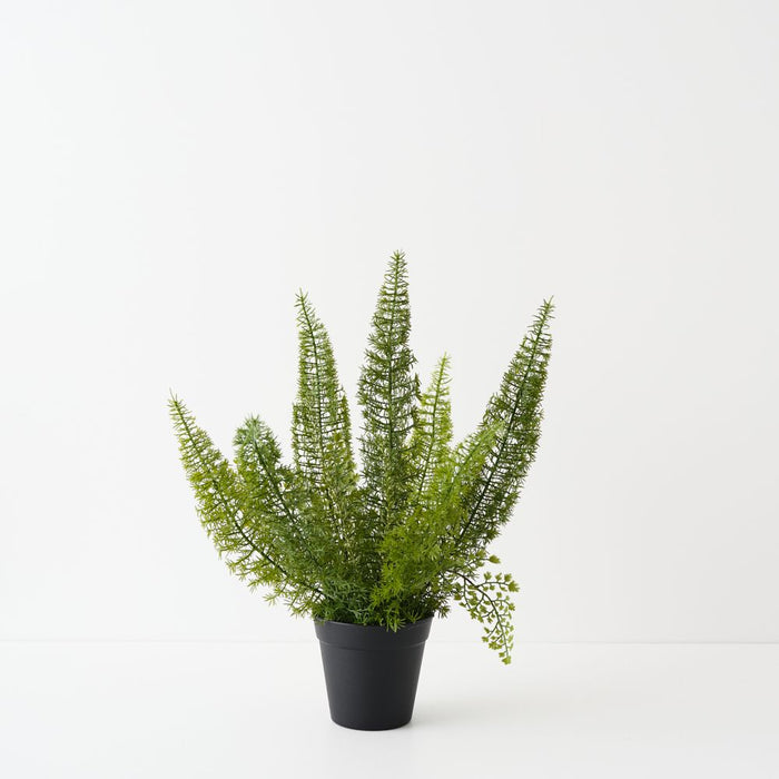 Artificial Foxtail Fern Plant 50cm Green - Pack of 2 - FLORA DESIGNS