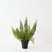 Artificial Foxtail Fern Plant 50cm Green - Pack of 2 - FLORA DESIGNS