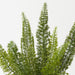 Artificial Foxtail Fern Plant 50cm Green - Pack of 2 - FLORA DESIGNS