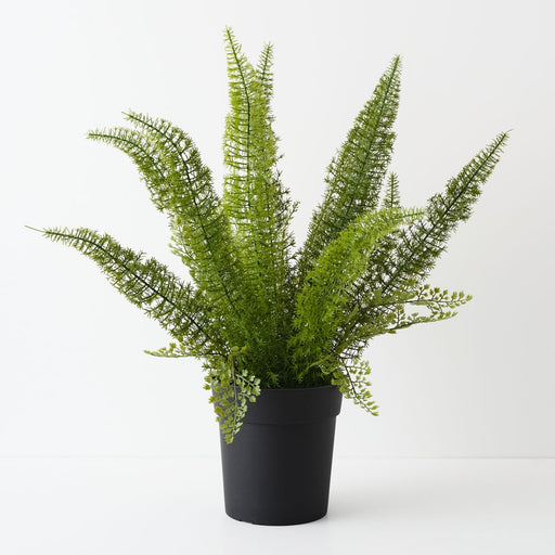 Artificial Foxtail Fern Plant 60cm Green - FLORA DESIGNS
