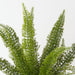 Artificial Foxtail Fern Plant 60cm Green - FLORA DESIGNS