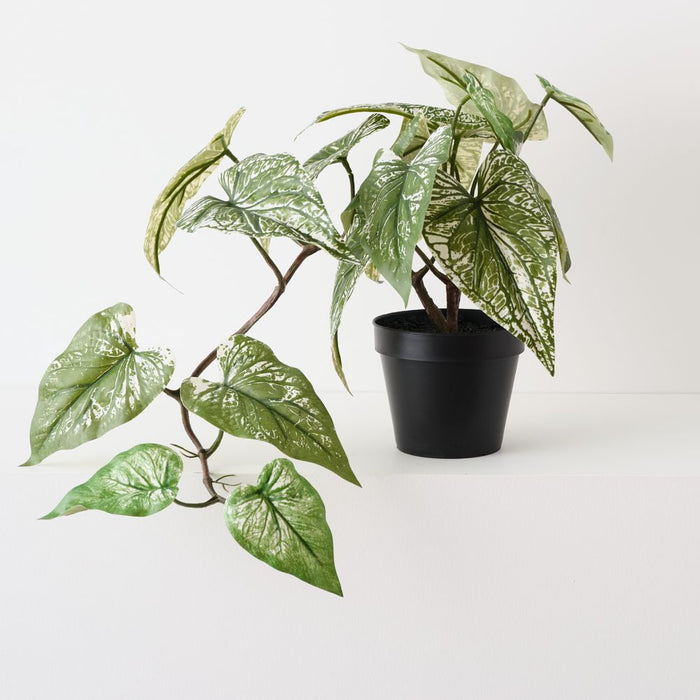 Artificial Caladium Plant 40cm Green - Pack of 2 - FLORA DESIGNS