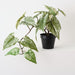 Artificial Caladium Plant 40cm Green - Pack of 2 - FLORA DESIGNS