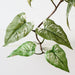 Artificial Caladium Plant 40cm Green - Pack of 2 - FLORA DESIGNS