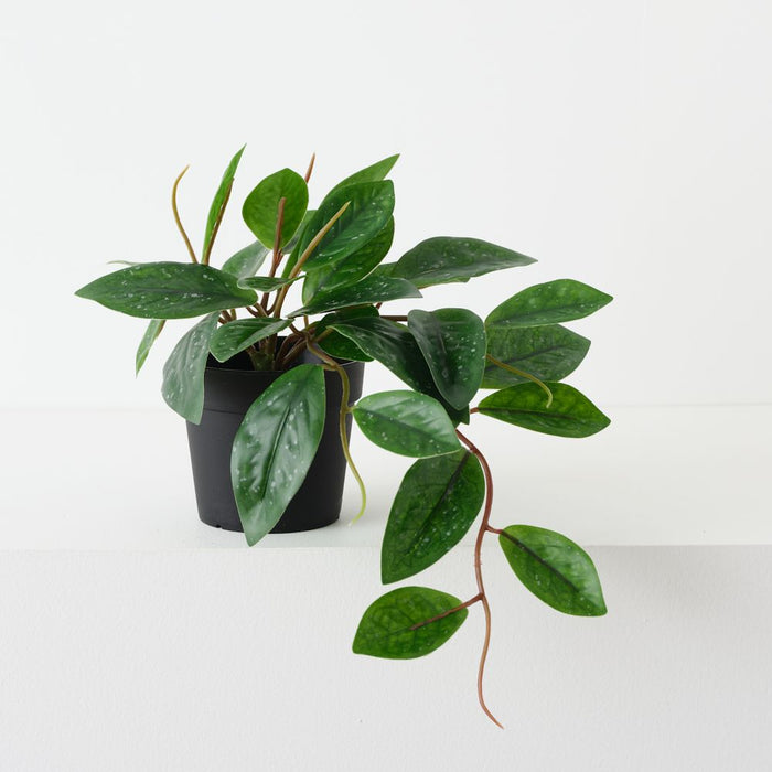 Artificial Hoya Carnosa Plant 20cm Green - Pack of 6 - FLORA DESIGNS