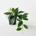 Artificial Hoya Carnosa Plant 20cm Green - Pack of 6 - FLORA DESIGNS