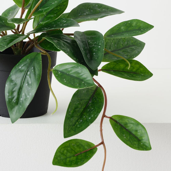 Artificial Hoya Carnosa Plant 20cm Green - Pack of 6 - FLORA DESIGNS