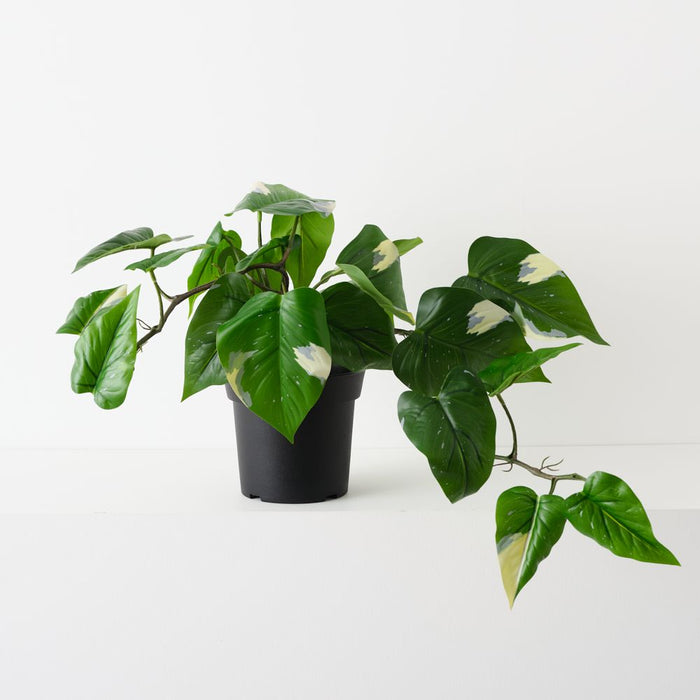 Artificial Pothos Vine Plant 44cm Green White - Pack of 2 - FLORA DESIGNS