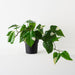 Artificial Pothos Vine Plant 44cm Green White - Pack of 2 - FLORA DESIGNS