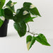 Artificial Pothos Vine Plant 44cm Green White - Pack of 2 - FLORA DESIGNS