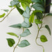 Artificial Hoya Plant 70cm Green - Pack of 4 - FLORA DESIGNS