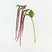 Artificial Amaranthus Spray 61cm Burgundy - Pack of 12 - FLORA DESIGNS