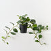 Artificial Peperomia Plant 70cm Green - Pack of 4 - FLORA DESIGNS