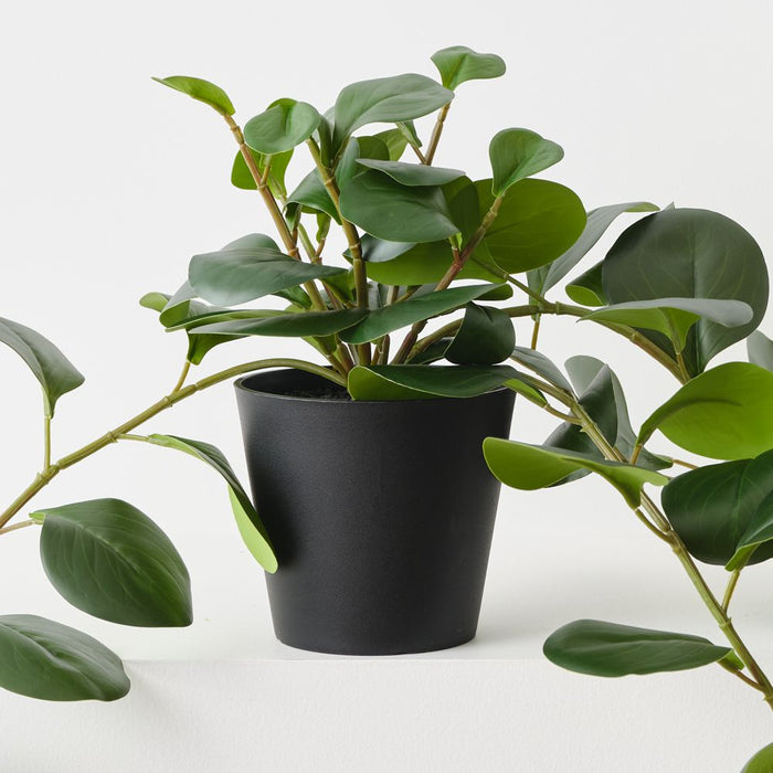 Artificial Peperomia Plant 70cm Green - Pack of 4 - FLORA DESIGNS